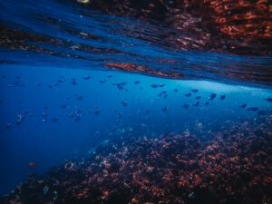 Explore a vibrant underwater scene featuring corals and a school of fish in a colorful ocean landscape.