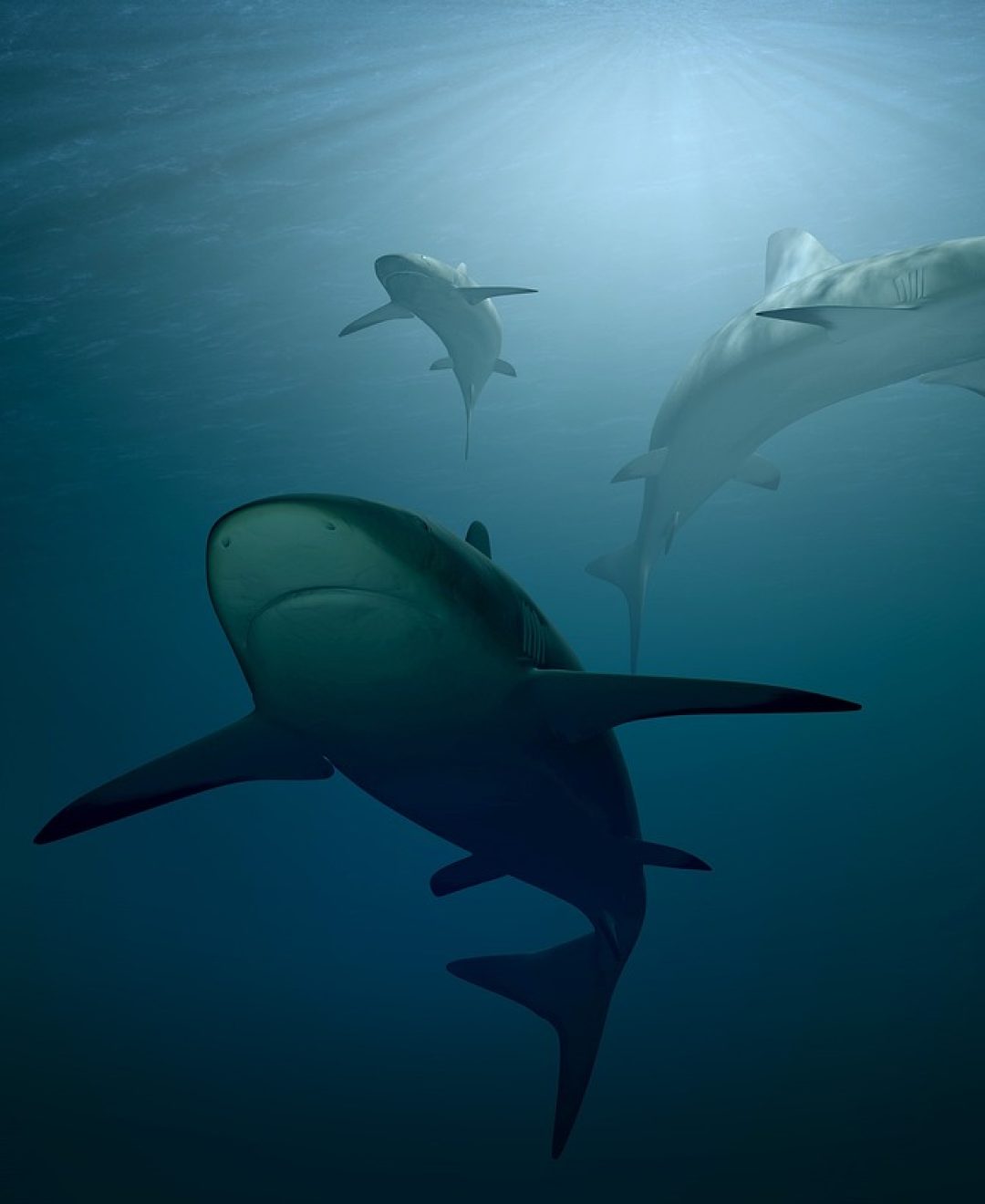 shark, sea, ocean, water, underwater, incidence of light, dangerous, sea creatures, 3d, dive, fishes, under water creatures, nature, marine life, ogre