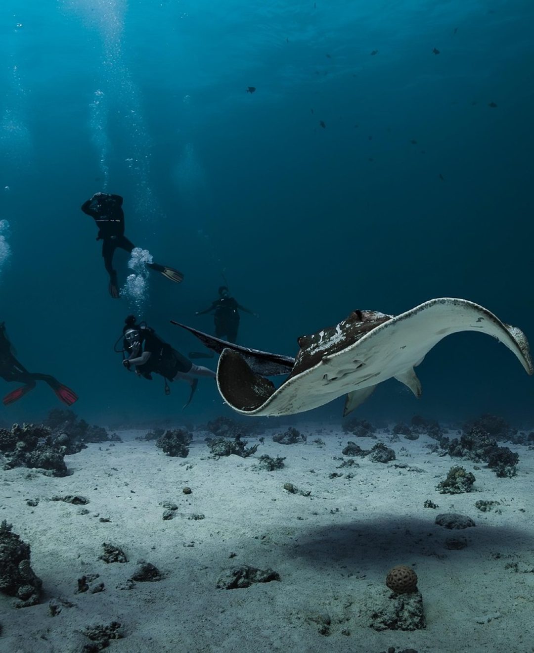 feathertail rays, smelled, red sea, nature, underwater, fishes, sea